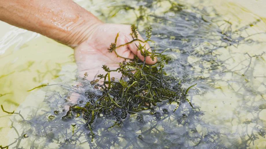 【横須賀】「丸良水産」の新名物。宮古島生まれ、走水育ちのプリプリ海ぶどう