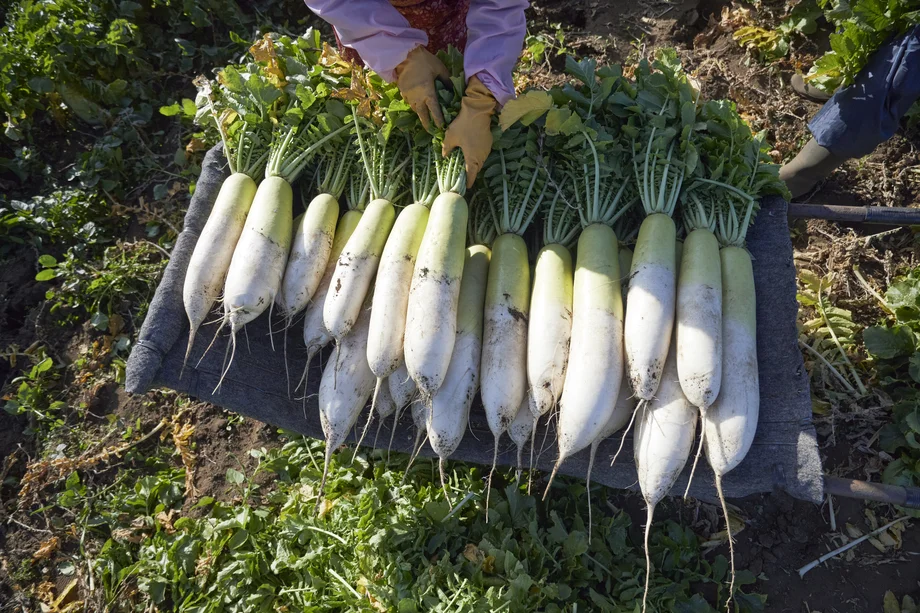 【連載】旬の三浦野菜を美味しくいただく〜大根〜