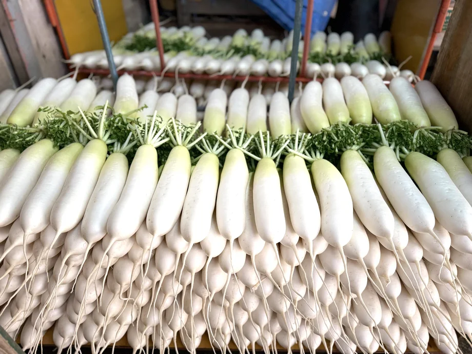 【三浦】冬の朝、2000本との真剣勝負。加藤農園の「大根収穫」現場に密着