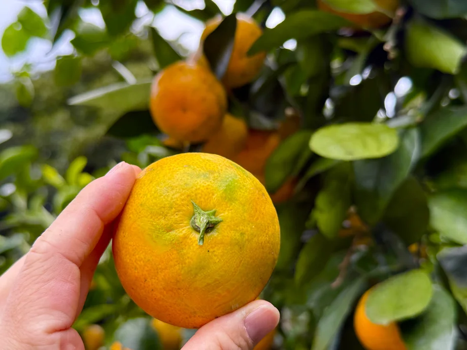 【三浦】花菖蒲園跡を再生─ザ・作兵衛フルーツガーデンの50品種ブルーベリーと40年のみかん園