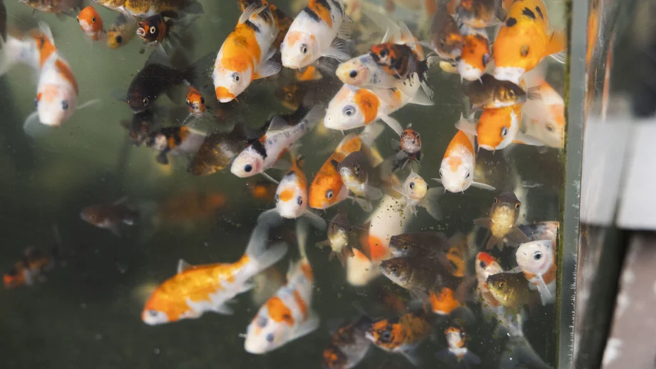【横須賀】全国の愛好家が訪れる“元気な”金魚専門店「KIICHI」