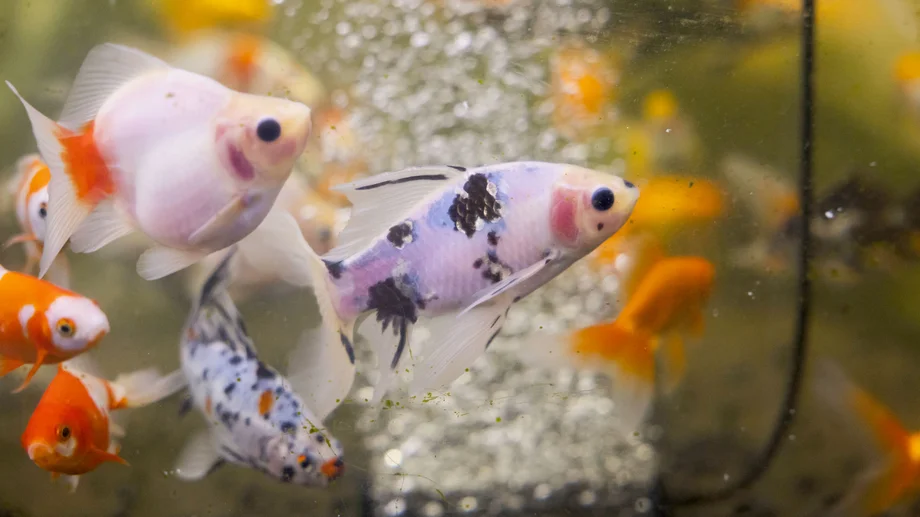 【横須賀】金魚と人が育ち合う場所。金魚・錦鯉専門店「KIICHI」