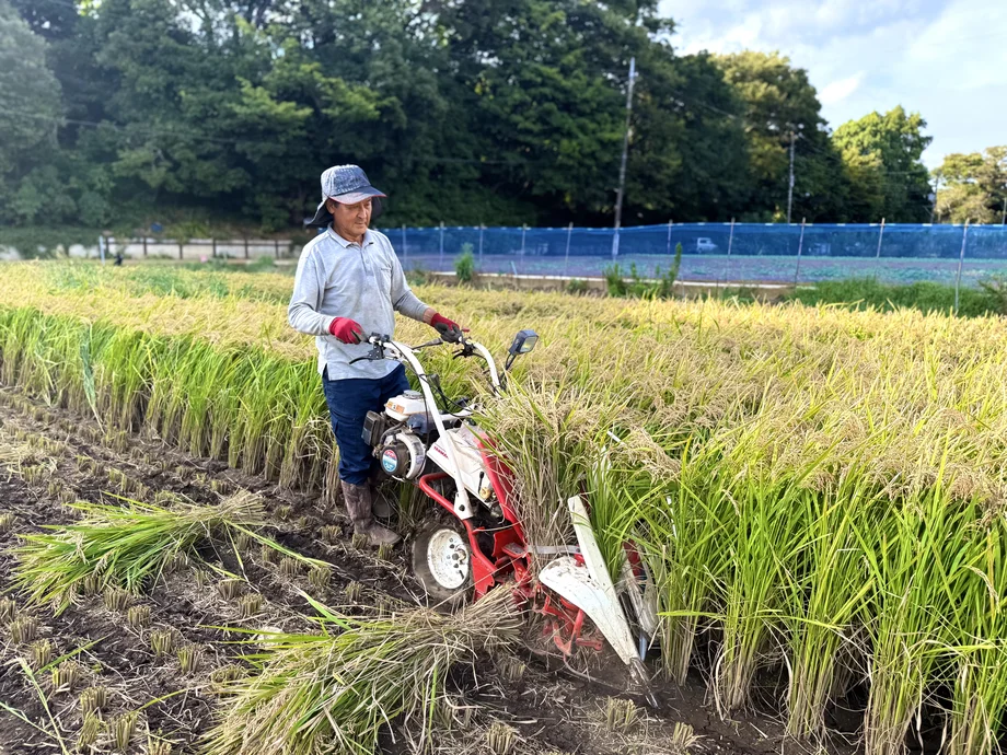 【横須賀】須軽谷の田んぼで蘇る“横須賀の米” 鈴木康太さんの稲作と挑戦、未来への想い