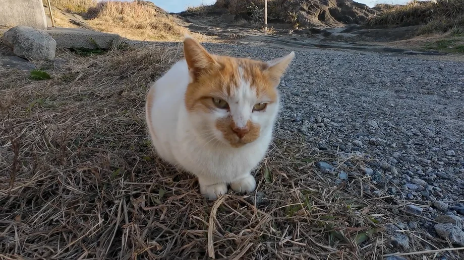町三崎は猫の楽園！マンガみたいに 魚をくわえた猫は本当にいるのか？