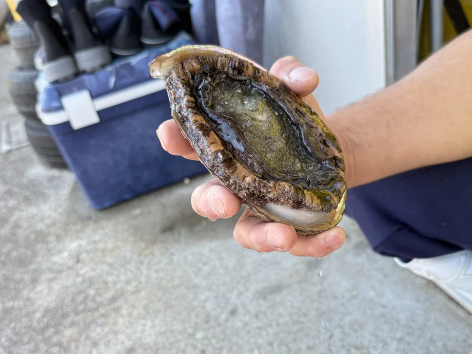 【横須賀】漁師直伝！極上アワビとサザエの贅沢な食べ方。「直丸」が教える海のレシピ