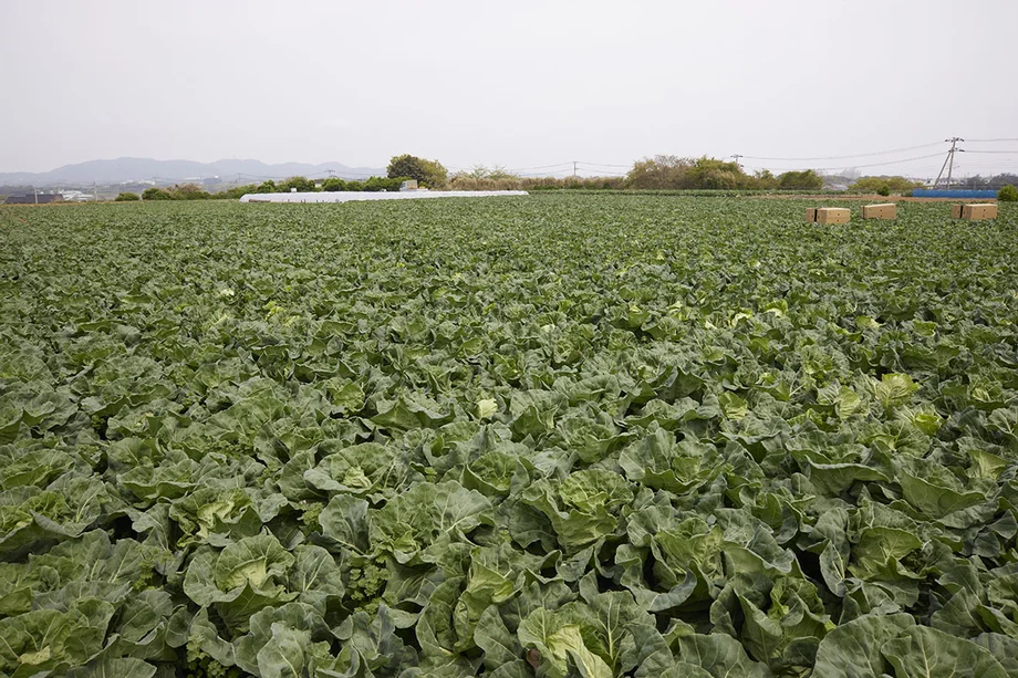 【連載】旬の三浦野菜を美味しくいただく～本春キャベツ～