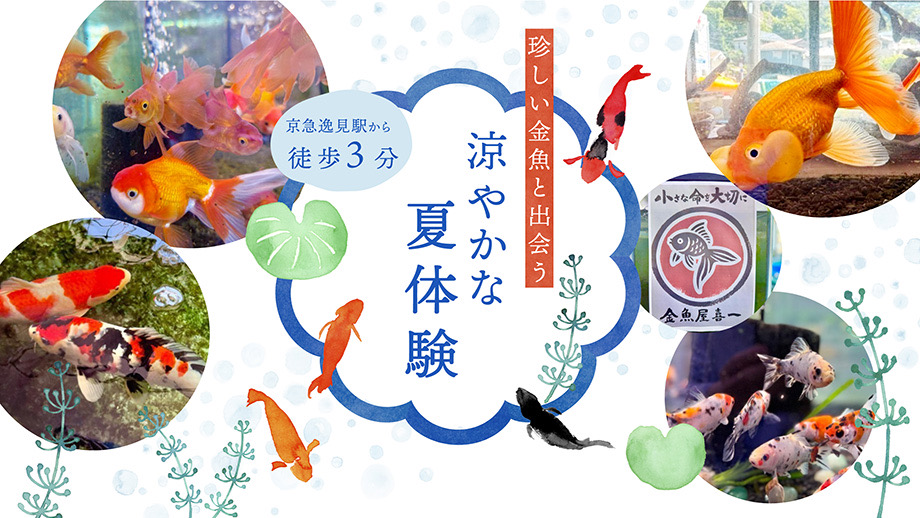親子で涼やかな夏体験！珍しい金魚と出会える。京急沿線・金魚屋KIICHIで親子の涼体験