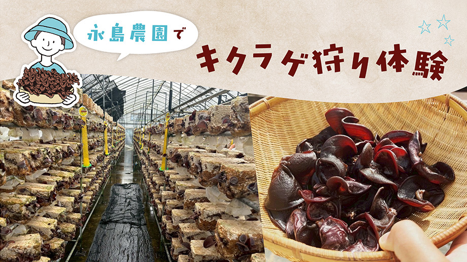 採って楽しい！食べて美味しい！永島農園でキクラゲ狩り体験