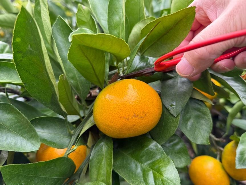 まるでピクニック！1日中楽しめる津久井浜観光農園みかん狩りおすすめの楽しみ方