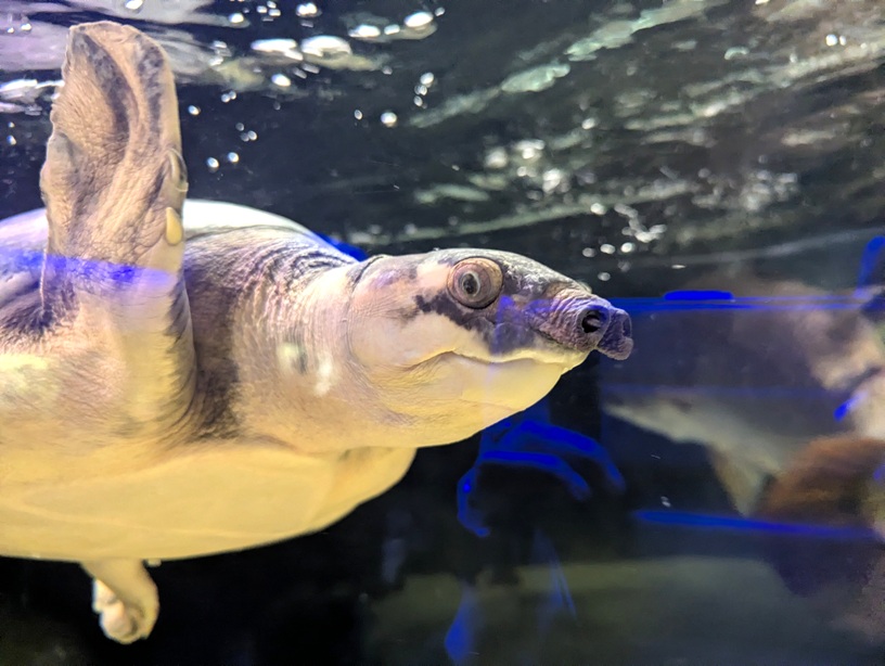 想像以上！ビル最上階で300種類の生きものと出会えるカワスイ 川崎水族館