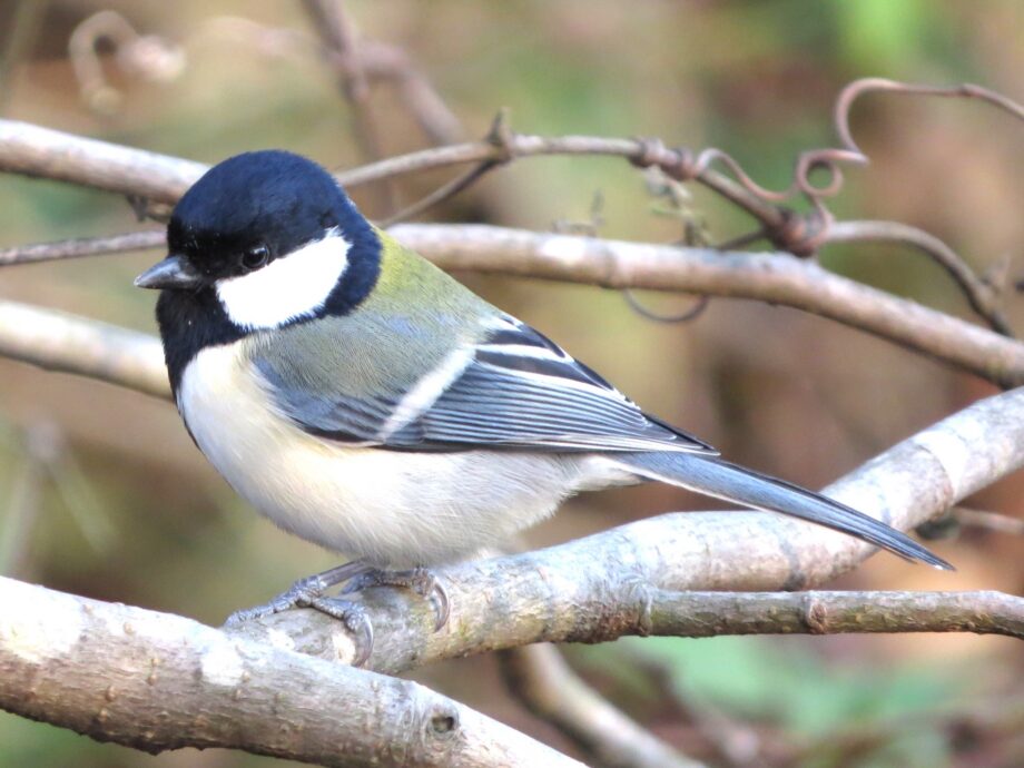 【平和島】鳥は何を話している？レンジャーと歩く東京港野鳥公園