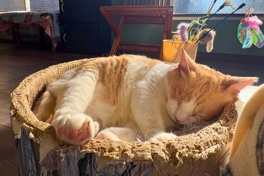 【上大岡】猫カフェ「しゃるむGarden」で癒し時間