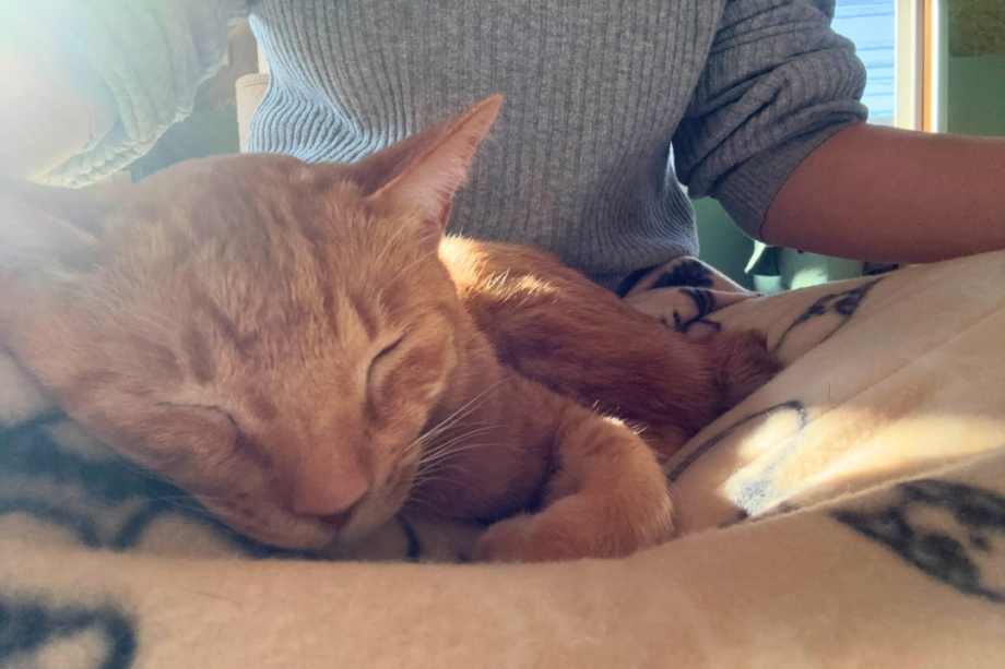 しゃるむガーデン 上大岡