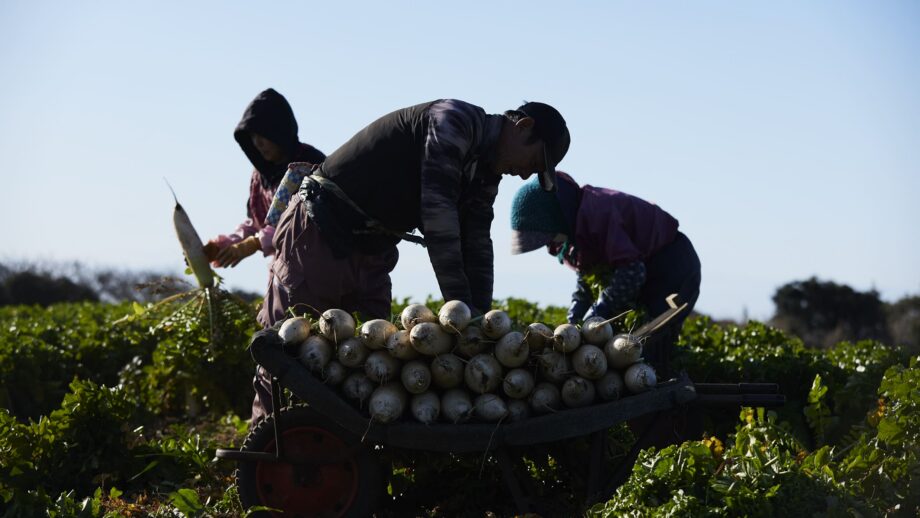 【連載】旬の三浦野菜を美味しくいただく〜大根～作り手に会いに