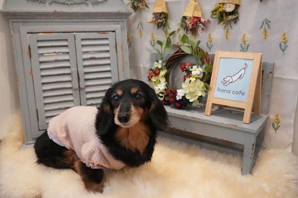 【金沢八景】人も犬も心ゆくまでくつろげるhana cafe