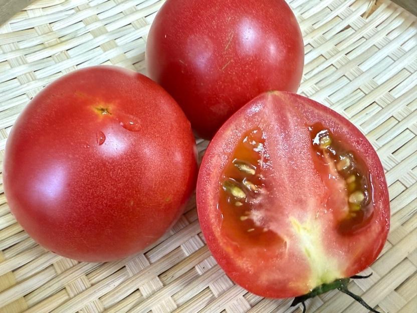 横須賀】木で完熟させるトマトは、なぜこんなに甘いのか？自然そのもの