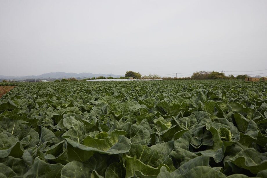 【連載】三浦野菜を美味しくいただく～本春キャベツ～