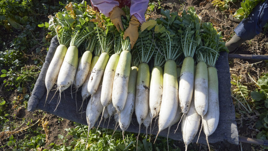 【連載】三浦野菜を美味しくいただく〜大根〜