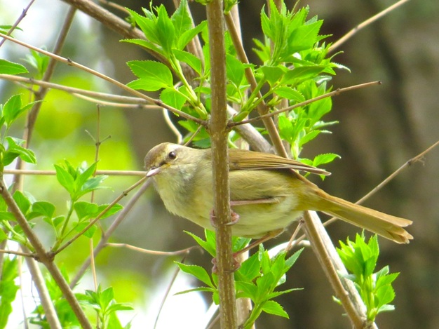 【金沢八景】横浜自然観察の森へ　春は恋の季節