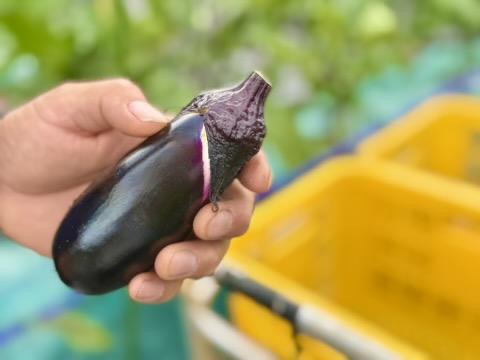 軍配ナズナ　フレッシュ 三浦】一度食べたら他のナスには戻れない 須原農園こだわりの「実生