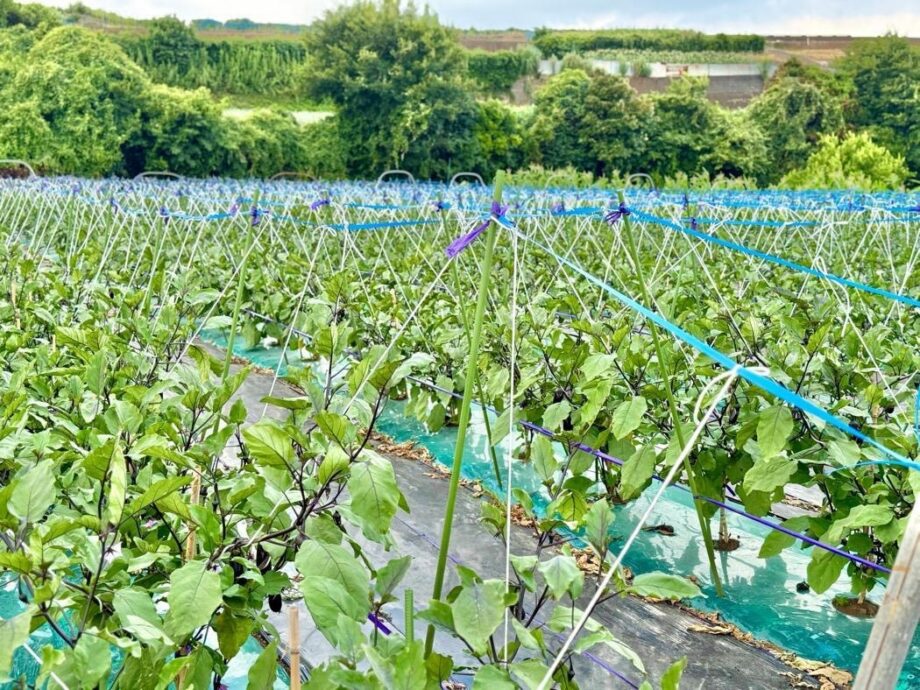 三浦】一度食べたら他のナスには戻れない 須原農園こだわりの「実生