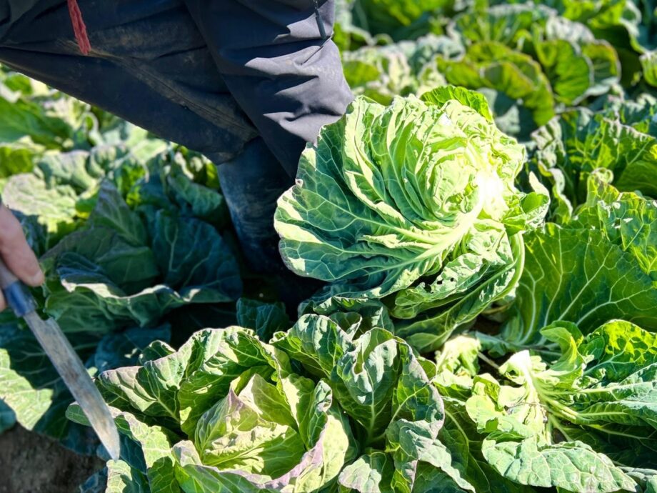 【横須賀】江戸時代から続く農家を継いだ原田雄一郎さん「みのりファーム」のキャベツ栽培