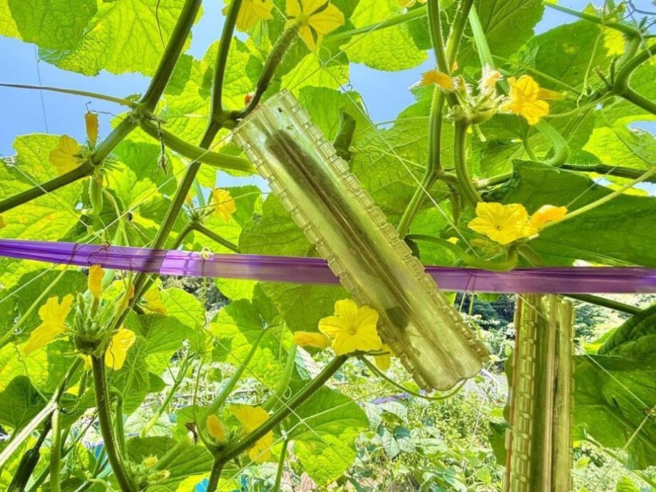 三浦】星型・ハート形きゅうり！インスタ映えする加藤農園のデコ野菜