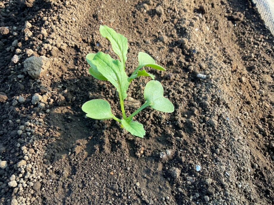 【三浦】加藤農園の種まきから密着！台風・豪雨を乗り越えて育つ、大根の芽に込めた想い