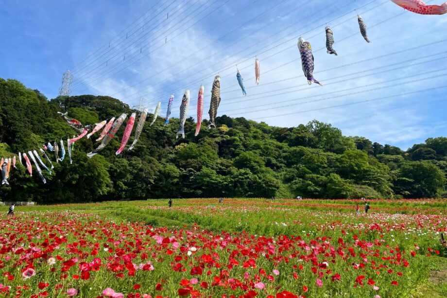 【久里浜】くりはま花の国の鯉のぼりが圧巻！子連れで楽しめる遊び場も紹介